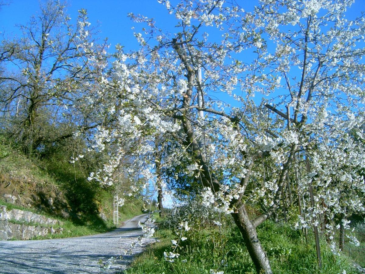 B&B Casa Rosella - Country House Bellegra المظهر الخارجي الصورة
